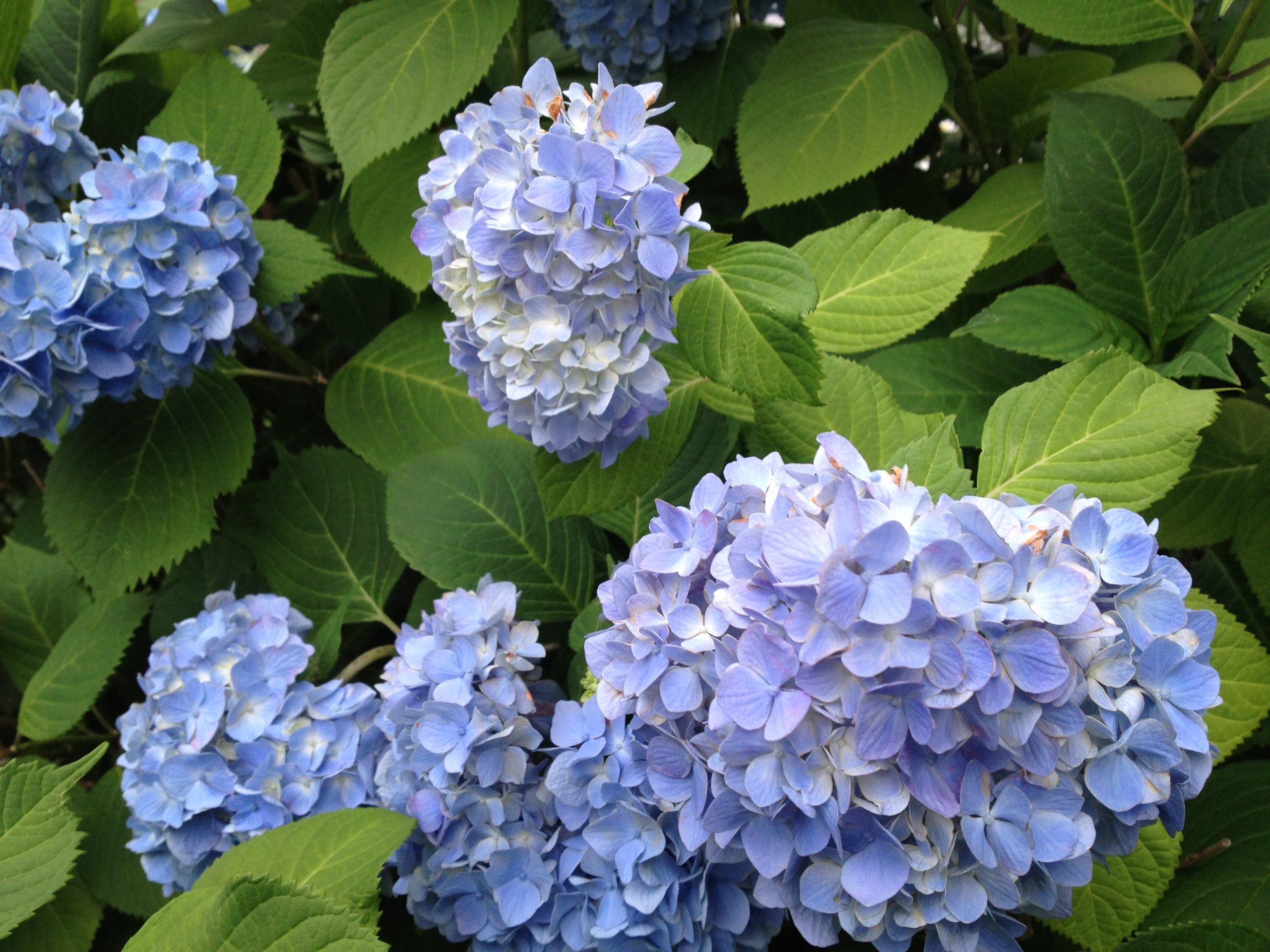 Hand Dyed Cheviot Fiber Braids in Hydrangea - Image 2